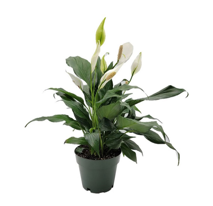 گل اسپاتی فیلوم